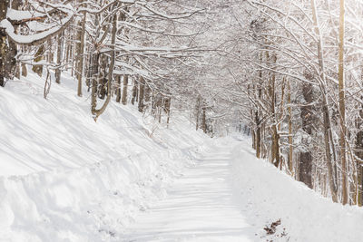 Trees on snow covered landscape