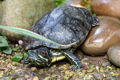 Close-up of turtle