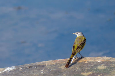 Close-up of bird perching on branch