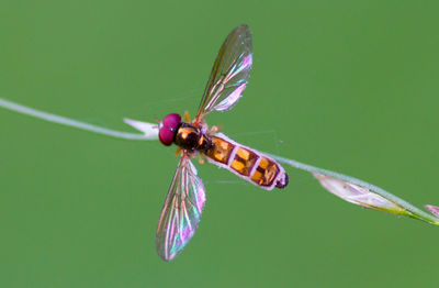 Close-up of damselfly on leaf