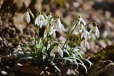 Close-up of white flowers blooming outdoors