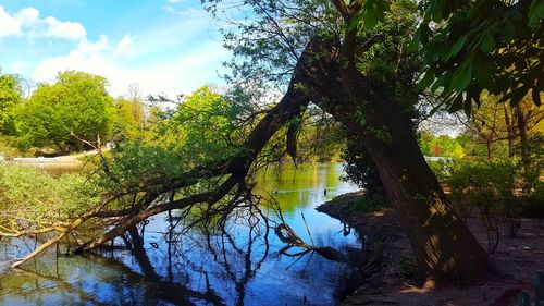 Reflection of trees in lake against sky