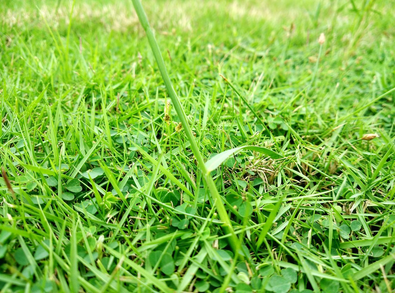 grass, green color, growth, field, blade of grass, plant, nature, grassy, selective focus, beauty in nature, close-up, green, tranquility, focus on foreground, freshness, day, outdoors, no people, growing, lush foliage