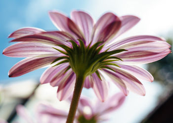 Close-up of pink flower against the sky