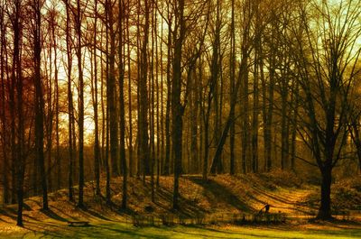 Trees in forest