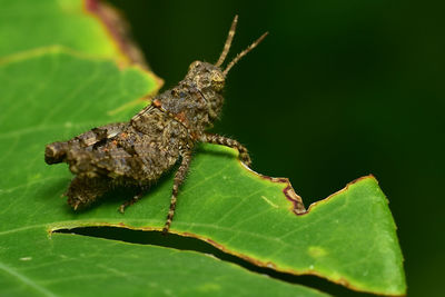 Close-up of insect on leaf