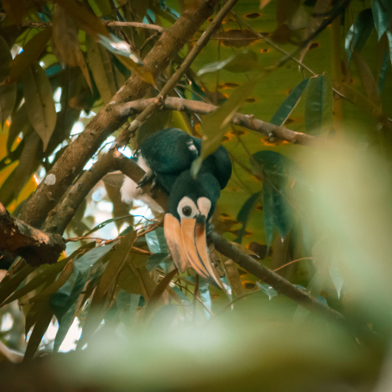 CLOSE-UP OF A BIRD PERCHING ON TREE