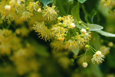 Linden tree blossom in summer forest, close-up of lime blooming