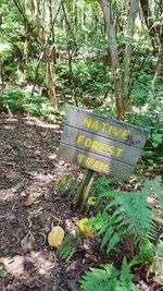 Trees growing in forest