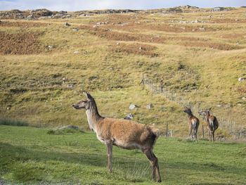 View of sheep on field