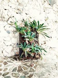 High angle view of plants growing on wall