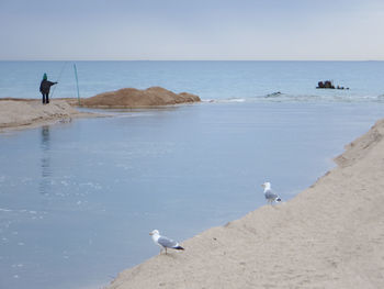 Seagulls on beach