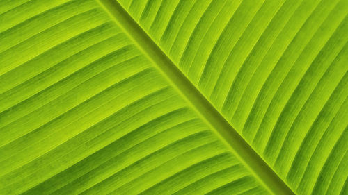 Full frame shot of palm leaves