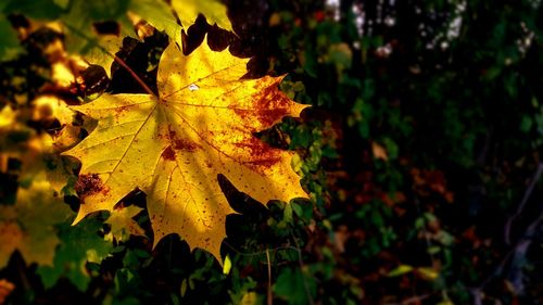 Close-up of yellow maple leaf on tree