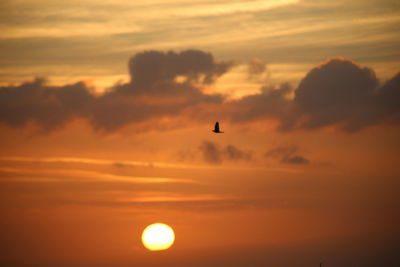 Silhouette bird flying in sky during sunset