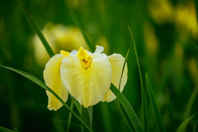 Close-up of yellow flower