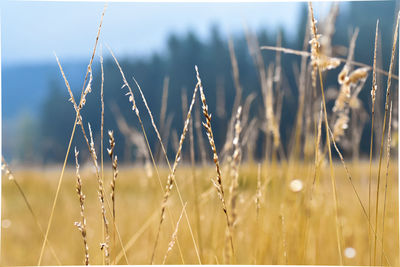 Close-up of stalks in field against sky