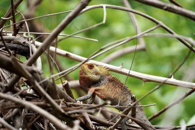 Close-up of a bird perching on branch