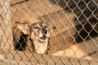 View of an animal in cage at zoo