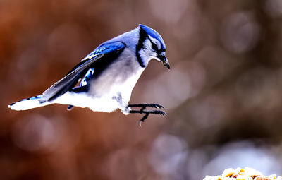 Bluejay about to land in the garden