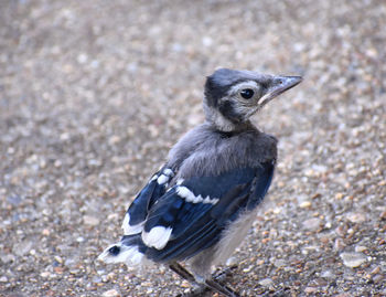 Close-up of bird on land