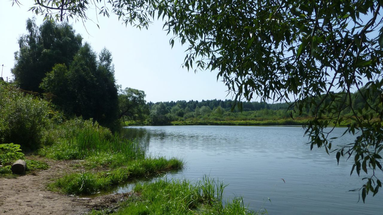 plant, water, tree, lake, tranquility, tranquil scene, growth, beauty in nature, nature, sky, green color, no people, scenics - nature, land, day, non-urban scene, landscape, forest, outdoors