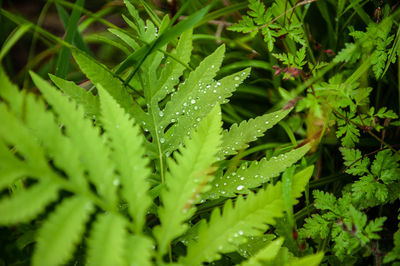 Close-up of wet leaves on plant during rainy season