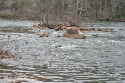 Scenic view of tree in water