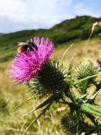 Close-up of bee pollinating on thistle flower