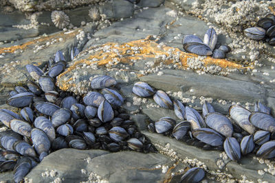 Seashells on beach