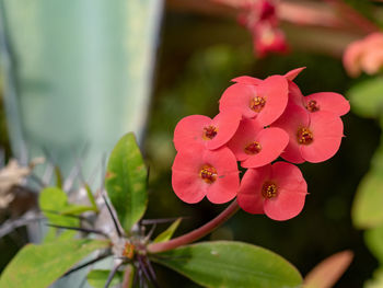 Close-up of pink flowering plant