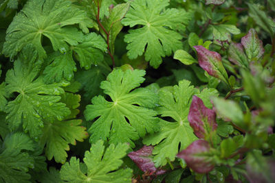 High angle view of leaves growing on plant