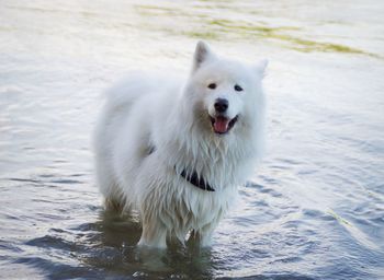 A cute white dog, samoyed.