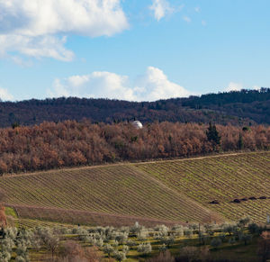 Tuscany hills rural countryside landscape, cypress passages and vineyard. wheat, olives cultivation.