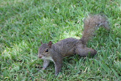 Close-up of squirrel on field