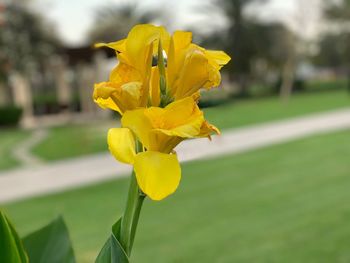 Close-up of yellow flowering plant