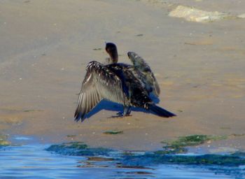 Bird in lake