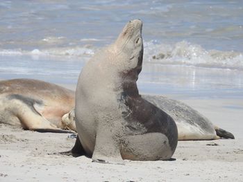 Close-up of sea lion on beach