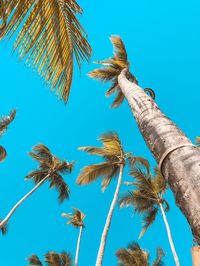 Low angle view of coconut palm tree against blue sky