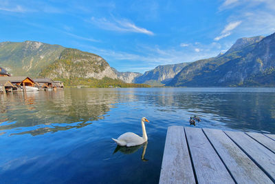 Ducks swimming in lake against mountain range in hallstatt, austria.