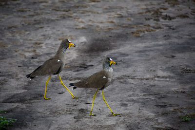 High angle view of birds on beach