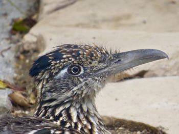 Close-up of a bird looking away