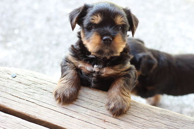 Close-up portrait of puppy