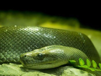 Close-up of green lizard