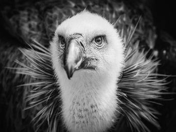 Close-up portrait of a bird