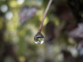 Close up of water drops on leaf