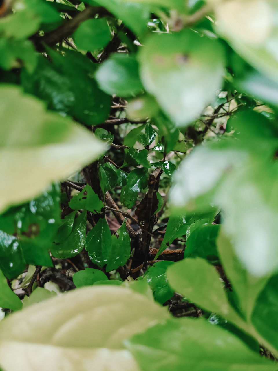 HIGH ANGLE VIEW OF PLANT GROWING ON LEAF