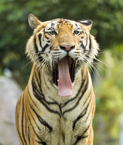 Close-up of tiger yawning while standing outdoors