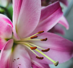 Close-up of pink flower