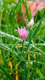 Close-up of wet pink flower